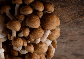 Black shimeji mushroom on wood