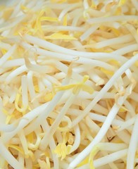 Fresh Mung Beans Sprouts with Vitamin K, B and C