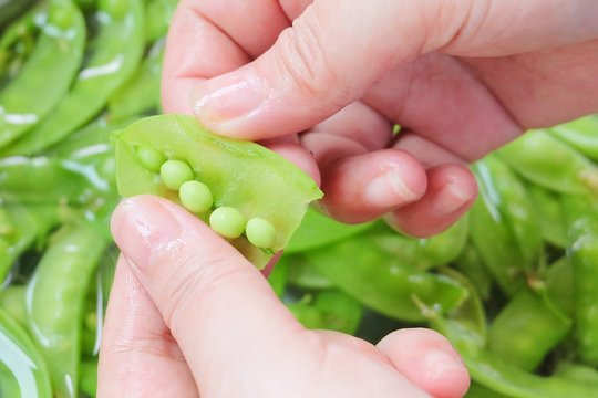 Hand Peeling A Green Peas From A Pod