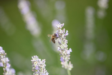 Lavender enjoying bee