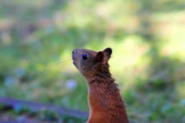 Red squirrel stretched out his neck