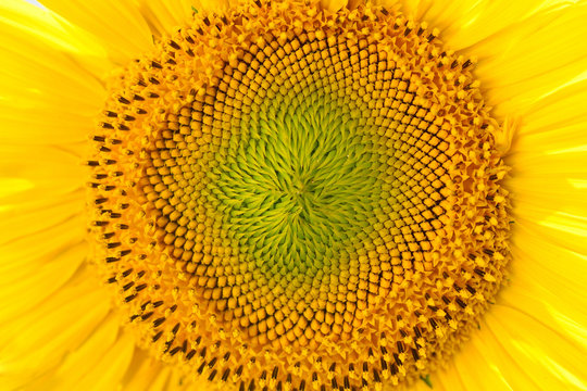 Sunflower close up. Bright yellow sunflowers. Sunflower background.