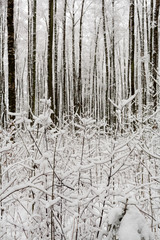 Fototapeta premium Pine trees covered with snow on frosty day. Beautiful winter panorama. Road through frozen forest with snow