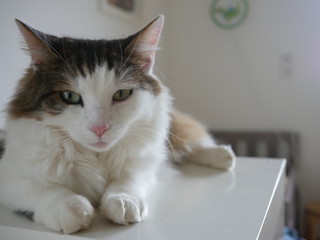 Fluffy cat sitting on table indoor