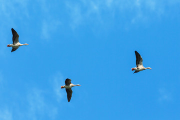 Tree greylag geese in the sky