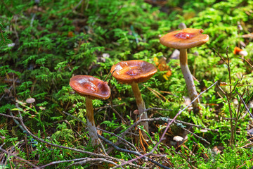 Three mushrooms growing in the forest