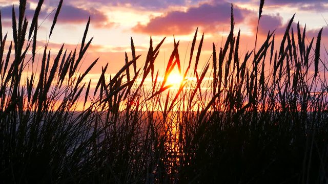 D&uuml;nen Gras vor wundersch&ouml;nem Sonnenuntergang an der Nordsee 