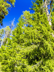 Oulanka Nationalpark, Finnland, Nordostfinnland