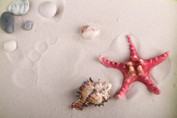 Fototapeta na wymiar Морская звезда, ракушка и галька на белом песке