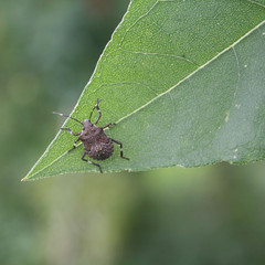 Cimice asiatica su foglia. Halyomorpha halys