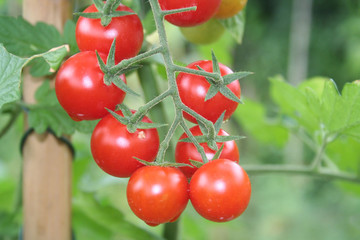 Pomodori Ciliegia piccoli e rossi su pianta nell'orto