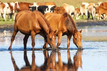 Two sorrel horses drinking water on watering place