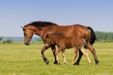 Sorrel mare and foal on the floral meadow