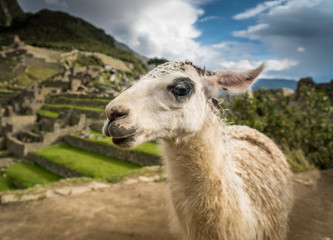 Obraz premium Portrait eines Lamas in den Ruinen von Machu Picchu