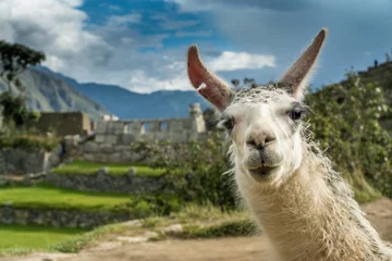 Fotobehang Portret van een lama in de ruïnes van Machu Picchu © schame87