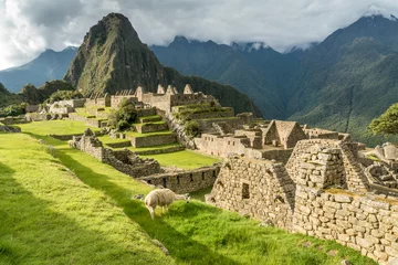 Foto op Plexiglas Machu Picchu Grasendes Lama in den Ruinen von Machu Picchu