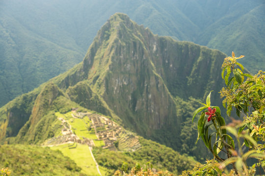 Blume vor Machu Picchu