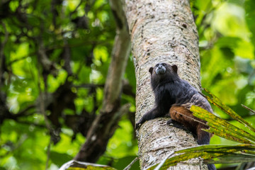 Totenkopfaffe im Tambopata Regenwald, Peruanischer Amazonas