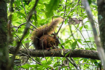Eichhörnchen im Tambopata Regenwald, Peruanischer Amazonas