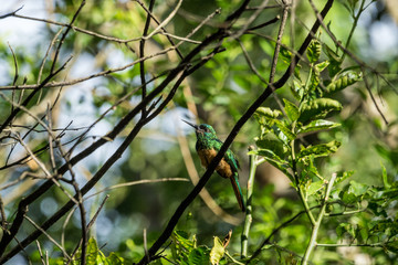 Kolibri im Tambopata Regenwald, Peruanischer Amazonas