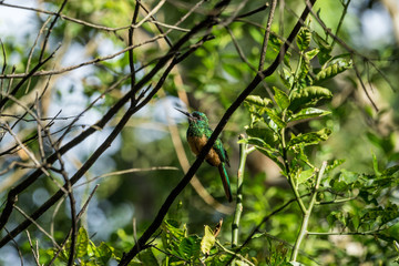 Kolibri im Tambopata Regenwald, Peruanischer Amazonas