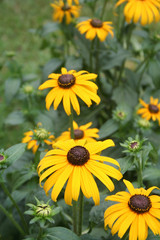 Rudbeckia dai fiori gialli in giardino