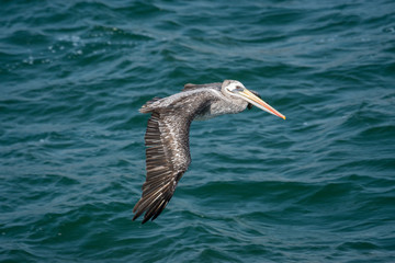 Seevögel im Paracas Nationalpark, Peru