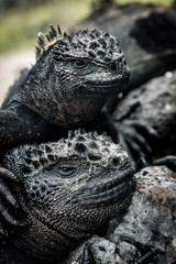 Meerechse auf Lavafelsen am Strand von Tortuga Bay, Isla Santa Cruz, Galapagos