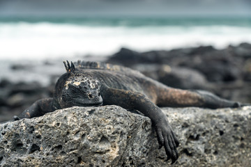 Meerechse auf Lavafelsen am Strand von Tortuga Bay, Isla Santa Cruz, Galapagos