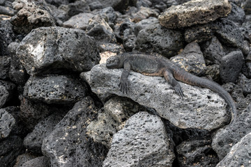 Meerechse auf Lavafelsen am Strand von Tortuga Bay, Isla Santa Cruz, Galapagos