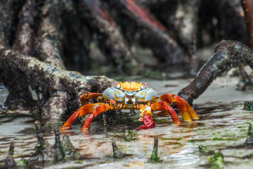 Rote Klippenkrabbe in den Mangroven, Galapagos