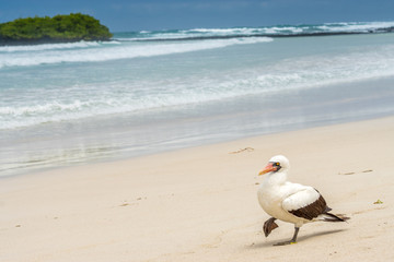 Nazca-T&ouml;lpel am Sandstrand von Tortuga Bay, Isla Santa Cruz, Galapagos