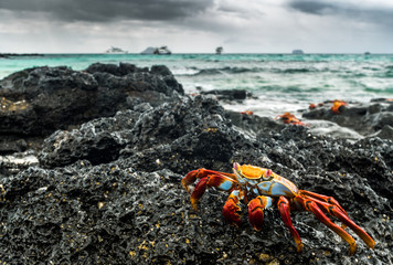 Rote Klippenkrabbe auf Lava am Strand von Las Bachas Beach, Isla Santa Cruz, Galapagos