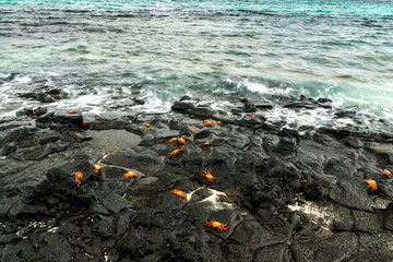 Rote Klippenkrabben am Strand von Las Bachas Beach, Isla Santa Cruz, Galapagos