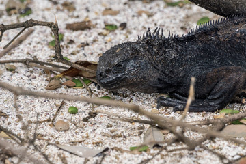 Meerechse am Strand, Galapagos