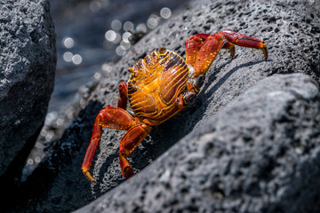 Rote Klippenkrabbe auf Galapagos