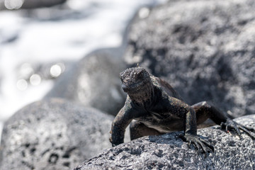 Junge Meerechse am Strand, Galapagos
