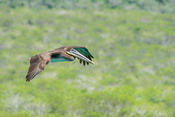 Braunpelikan bei der Isla Lobos im Flug, Galapagos