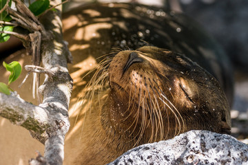 Naklejka na ściany i meble Relaxender Galapagos-Seelöwe am Bauch seiner Mutter, Isla Lobos, Galapagos