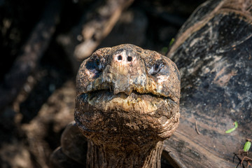 Portrait einer Galapagos-Riesenschildkröte im Aufzuchtzentrum bei Puerto VIllamil, Isabela