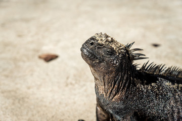Sonnende Meerechse, Galapagos