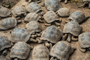 Junge Galapagos-Schildkröten in Aufzuchstation, Isla Isabela