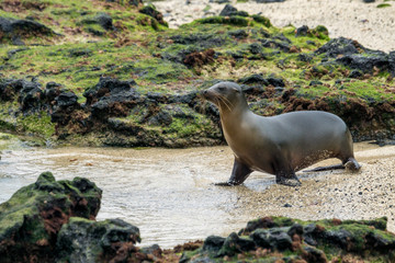Naklejka premium Galapagos-Seelöwe in Lavafeld bei Puerto VIllamil, Galapagos