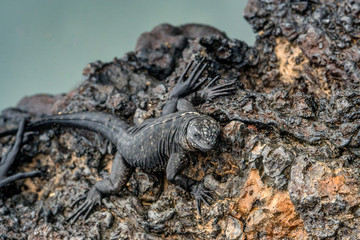 Junge Meerechse in Lavafeld bei Puerto VIllamil, Galapagos