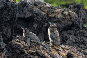 Galapagos-Pinguine in Lavafeld bei Puerto VIllamil, Galapagos