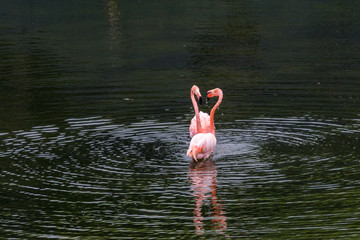 Kämpfende Kubaflamingo in Flamingo Lagoon bei Puero Villamil, Galapagos