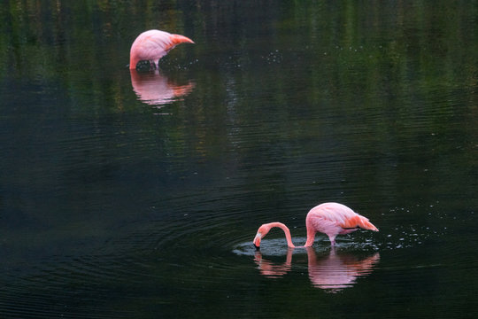 Fressende Kubaflamingo in Flamingo Lagoon bei Puero Villamil, Galapagos