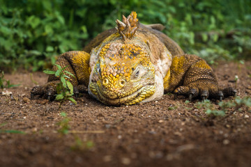 Schlafender Gelber Landleguan bei Cerro Dragon, Isla Santa Cruz, Galapagos