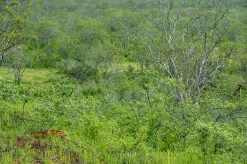 Gelber Landleguan bei Cerro Dragon, Isla Santa Cruz, Galapagos