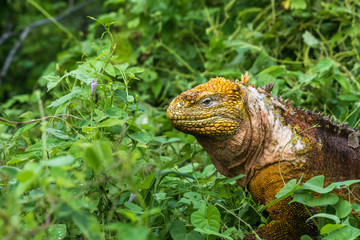 Gelber Landleguan bei Cerro Dragon, Isla Santa Cruz, Galapagos